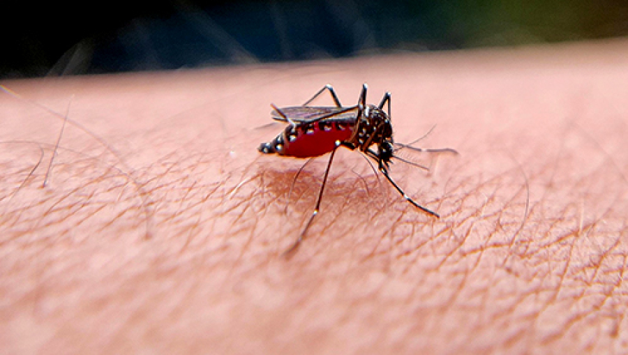 FVS Realiza Primeiro Levantamento do Ano Sobre Infestação do Aedes Aegypti e Faz Alerta para a População