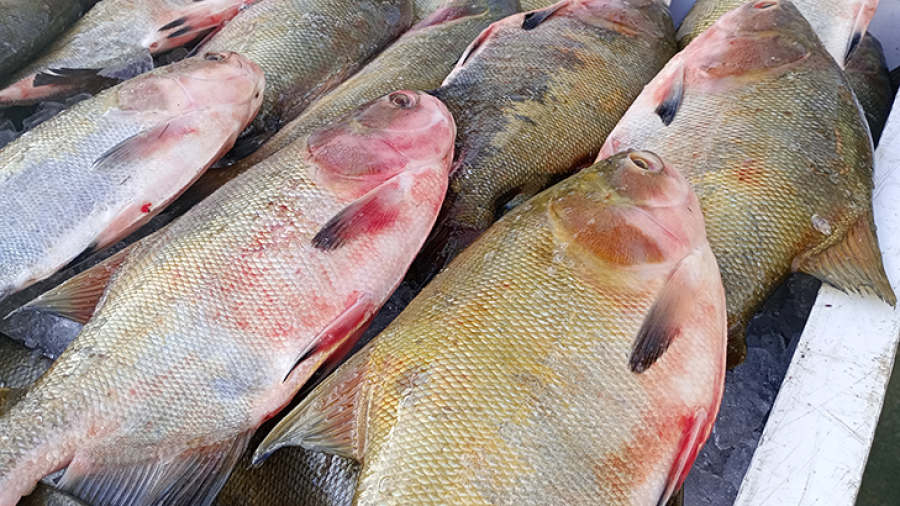 Prefeitura de Novo Airão distribui 7 toneladas de peixes durante a Semana Santa